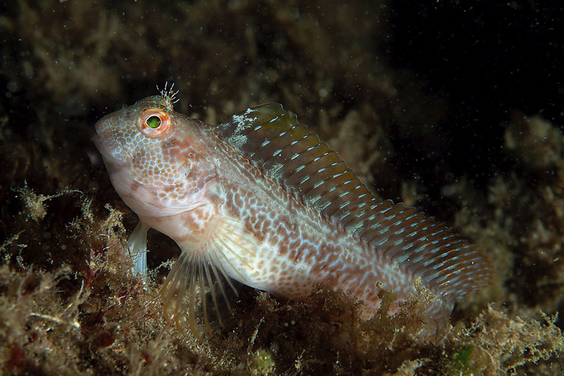 Parablennius incognitus, P. zvonimiri, P. pilicornis